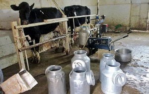 حل مشکل بازار شیر دامداران گرمه