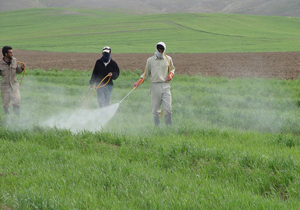 توصیه‌های کارشناسان جهاد کشاورزی برای مبارزه با آفات مزارع و باغات