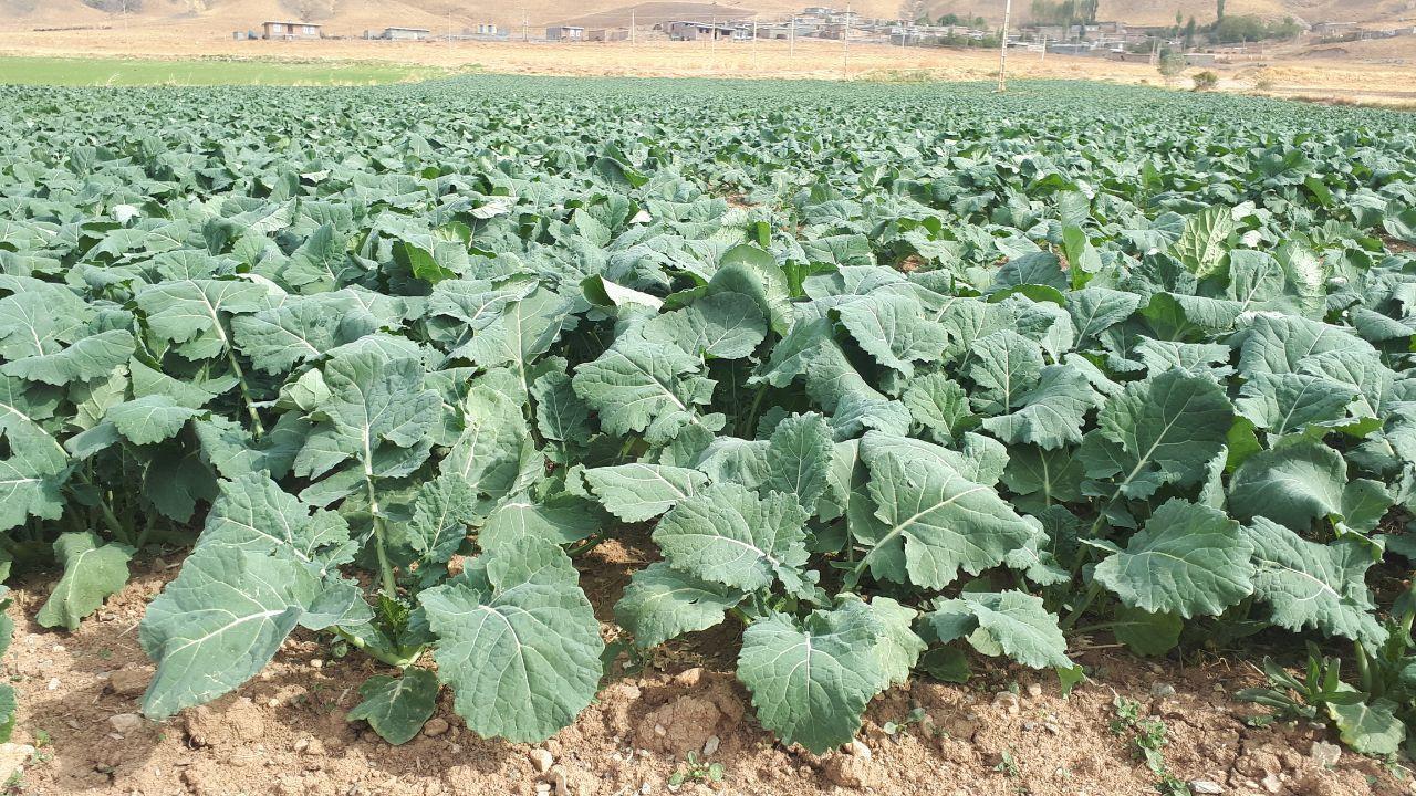 کلزا کاران آذربایجان غربی نسبت به مصرف کود‌های سرک و آبیاری مزارع اقدام کنند