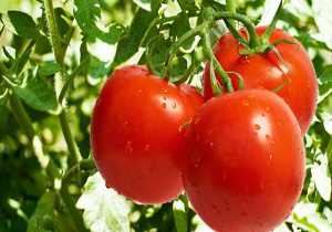 پیش بینی برداشت ۸ هزار تن گوجه در نرماشیر
