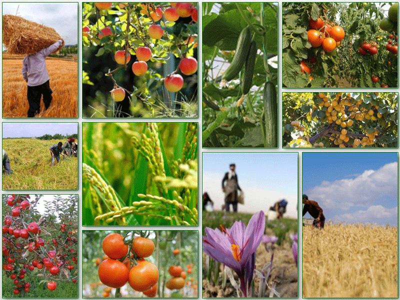 آمار تولید محصولات کشاورزی در سال ۹۷ اعلام شد