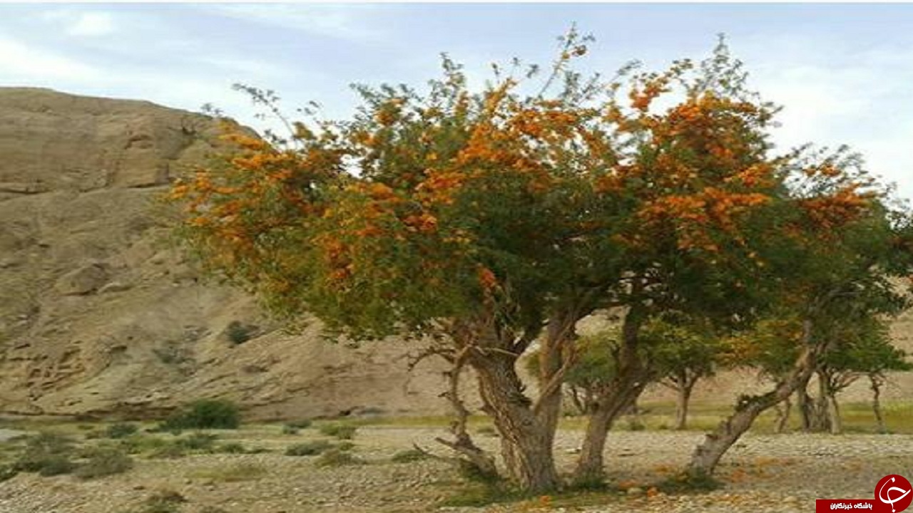 انار شیطان یکی از زیباترین درختان گل دهنده