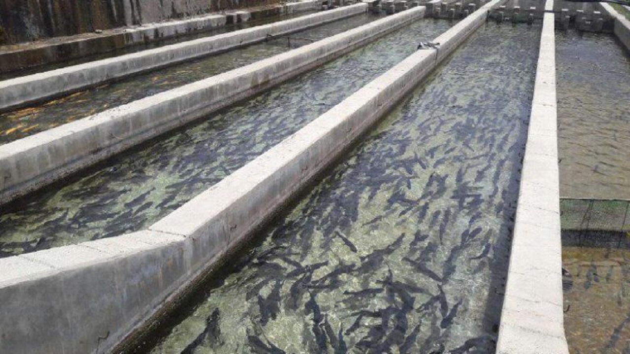دامغان ۵۵ استخر پرورش ماهی دارد
