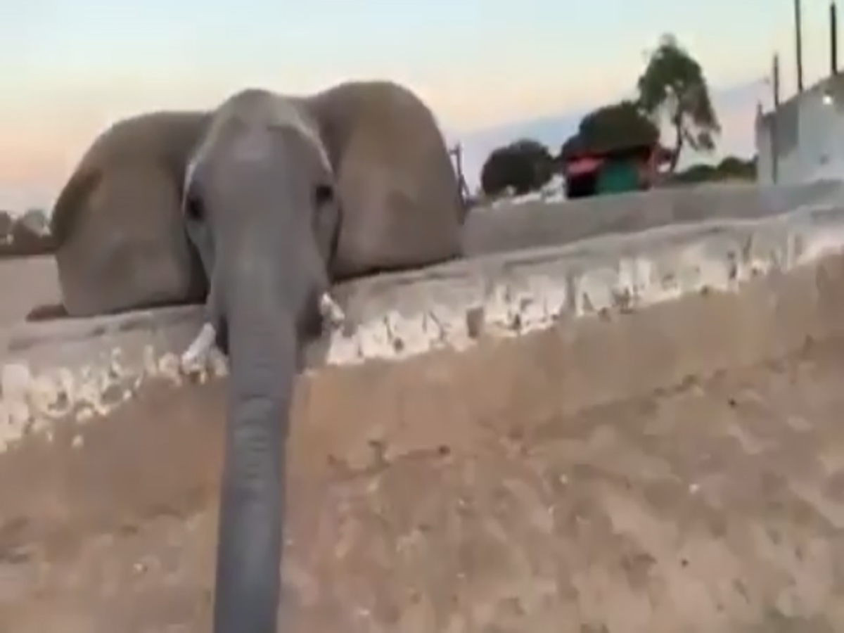 سیلی زدن فیل به یک زن با خرطوم + فیلم