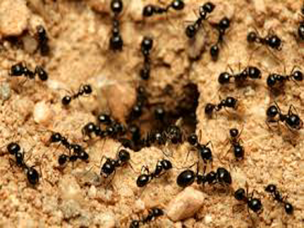چرا مورچه‌ها ترافیک ندارند؟