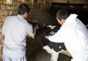 واکسیناسیون دام‌های مناطق سیل‌زده شهرستان لرستان انجام شد