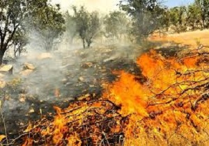 کاهش وقوع آتش سوزی در جنگل‌ها و مراتع استان کرمانشاه