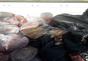 ضبط و معدوم سازی ۷۰۰ کیلوگرم گوشت غیربهداشتی از زنجیره مصرف مردم در شهر کرمانشاه