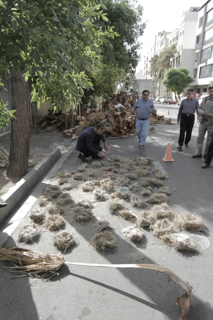 هرس درختان در شیراز سبب تخریب لانه پرنگان شد