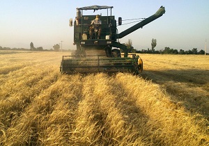 برداشت بیش از ۳ هزار تن گندم در حمیدیه/نابودی ۹ هزار هکتار اراضی گندم در سیل