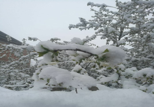 برف بهاری ۵۰ روستای لاریجان آمل را سفیدپوش کرد/ نگرانی باغداران از سرمازدگی