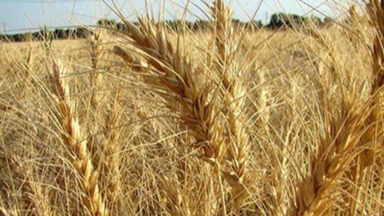 خسارت سیل به مزارع گندم گلستان / حدود ۲۸۰ هزارتن کاهش تولید