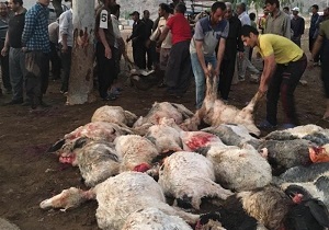 تلف شدن ۱۰۵ رأس گوسفند در اثر برخورد صاعقه + فیلم