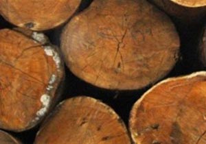 کشف ۲۸۰ میلیونی چوب آلات قاچاق در عباس آباد