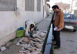 برخورد قانونی با ماهی فروشان دوره گرد در شاهرود