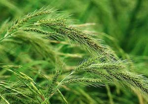 پیش بینی تولید ۴۵۰ هزار تن گندم در لرستان