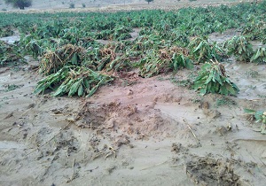 فروکش شدن سیل در ۳۵ هزار هکتار از اراضی کشاورزی خوزستان
