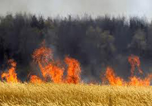 ۵۰ هکتار از مزارع گندم فیروزآباد در آتش سوخت