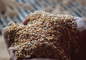 خریداری ۷۰ هزار تن گندم از کشاورزان اندیمشک