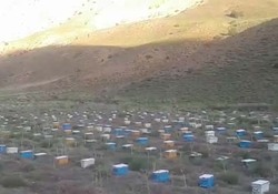 پرورش ملکه زنبور عسل در روستای طزره + فیلم