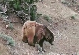 مشاهده خرس قهوه‌ای در پارک ملی گلستان + فیلم