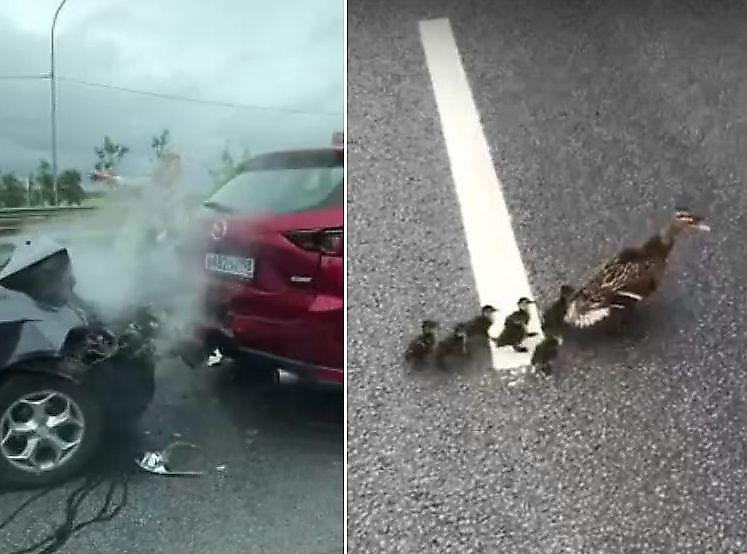 اردک هایی که مسبب تصادف شدید شدند+فیلم