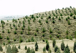 ۳۰۰ هزار هکتار جنگل دست‌کاشت در مناطق بیابانی ایجاد می‌شود