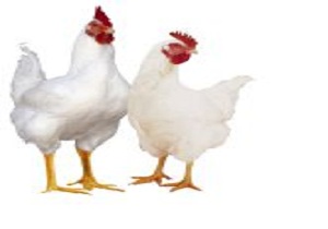 اصلاح نژاد مرغ‌های بومی با توجه به راندمان پایین تولید