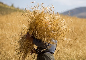خرید بیش از ۴۱ هزار تن گندم از کشاورزان هفتکل