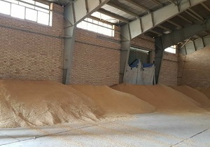 پیش بینی خرید بیش از ۶۰ هزار تن گندم در بویین زهرا