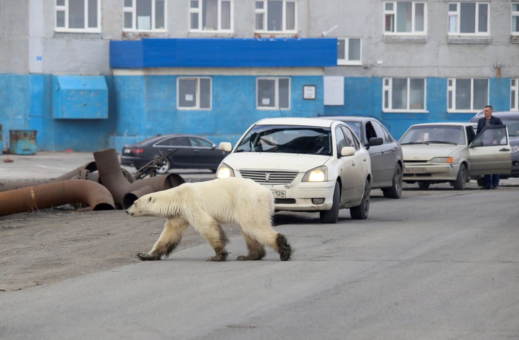 تصاویر روز: از پیاده روی وزیر محیط زیست انگلیس با شلوارک تا پرسه زدن یک خرس قطبی در خیابان‌های روسیه