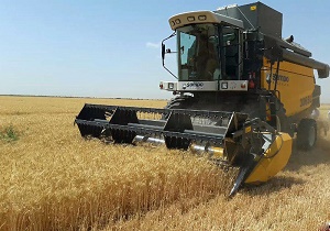 پیش بینی برداشت ۳۱۰ هزارتن گندم در استان اصفهان