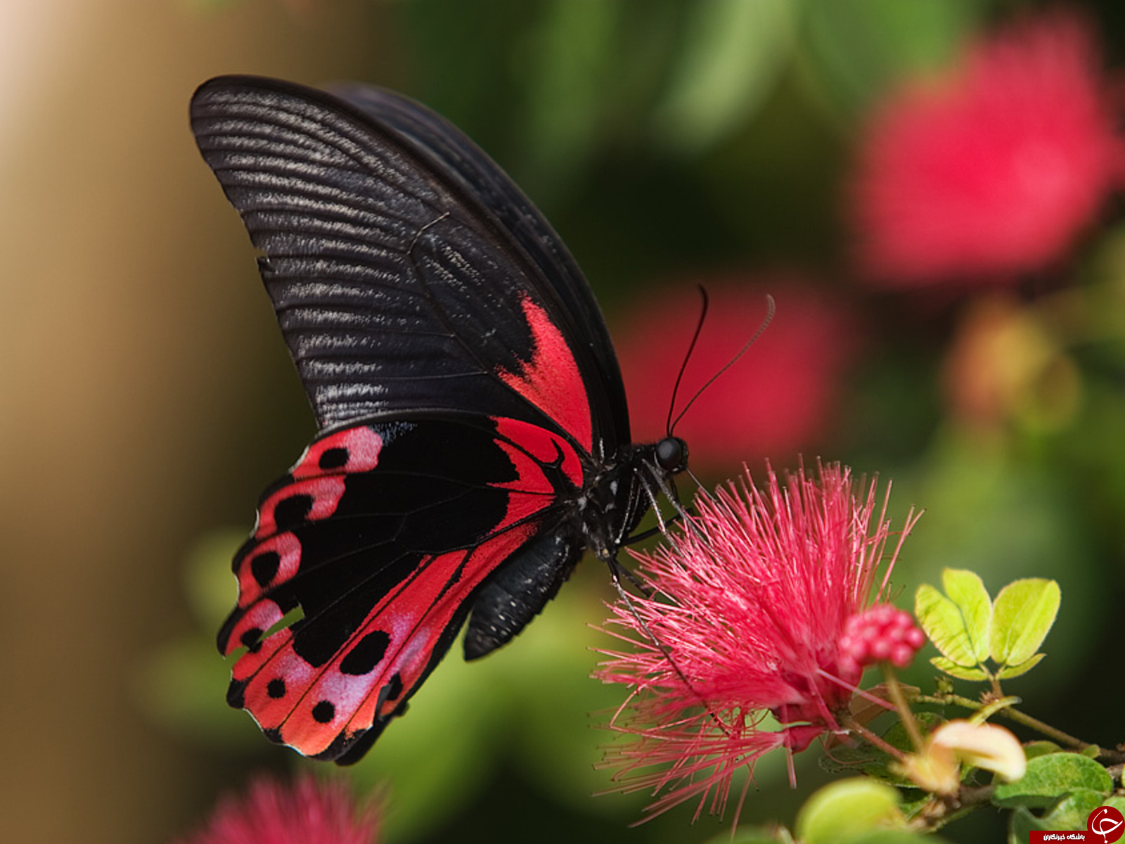 پروانه‌ها چطور می‌توانند طعم چیز‌ها را حس کنند؟