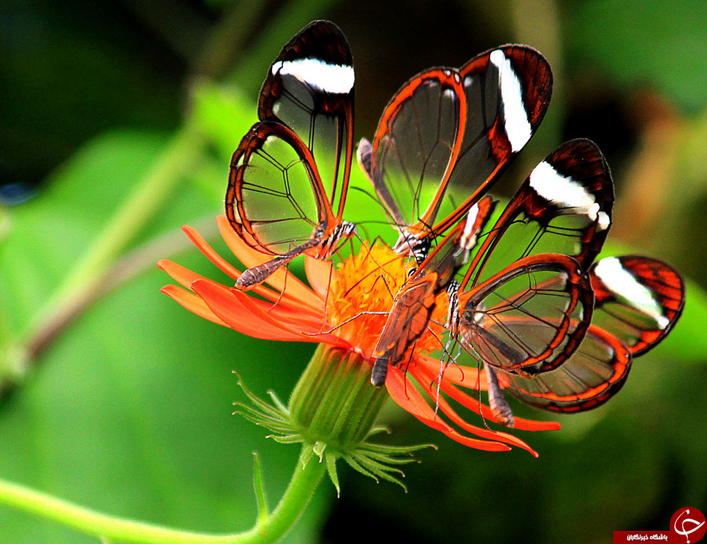 پروانه‌ها چطور می‌توانند طعم چیز‌ها را حس کنند؟