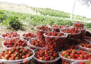 آغاز برداشت توت فرنگی در ۳ هزار هکتار از مزارع کردستان