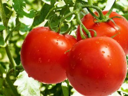 پیش بینی تولید ۲۰۰ هزار تن گوجه فرنگی در گلستان