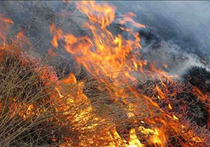مهار آتش سوزی در بلوار شهید چمران شیراز