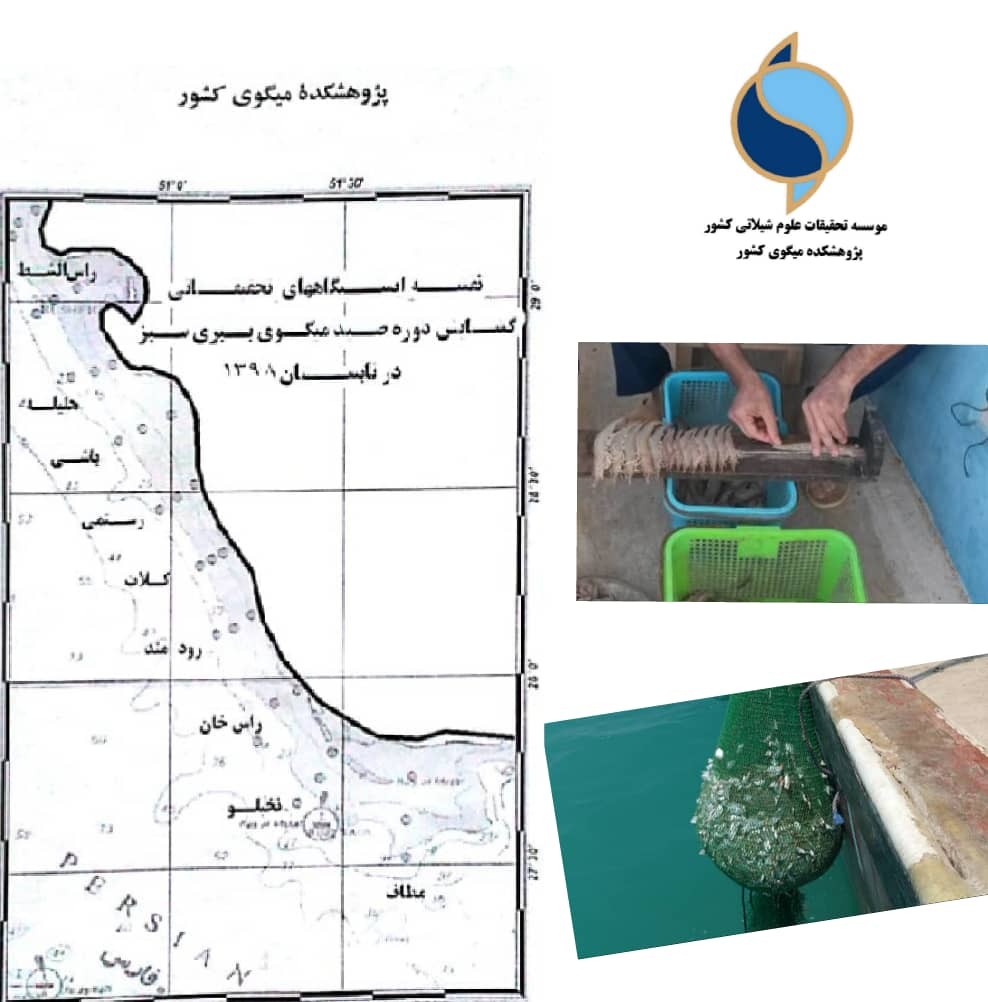 نخستین گشت تحقیقاتی گشایش صید میگو در بوشهر انجام گرفت