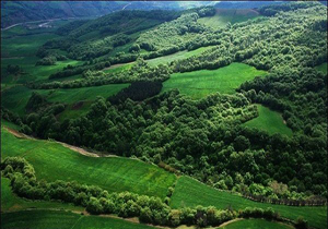 عضو کمیسیون مناطق حفاظت شده IUCN:مدیریت سنتی جنگل‌های هیرکانی متوقف شود/نظر کارشناسان آزاد لحاظ نشد