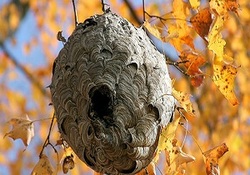 کندوی دو متری زنبورها در یک کارگاه متروکه + فیلم
