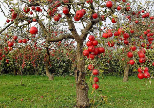 ممنوعیت انباشت سیب صنعتی در شهرستان مهاباد