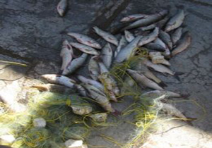 ۶۰ قطعه ماهی از متخلفان زیست محیطی در لرستان کشف و ضبط  شد