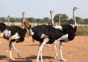 پرورش شتر مرغ به صورت صنعتی در میامی