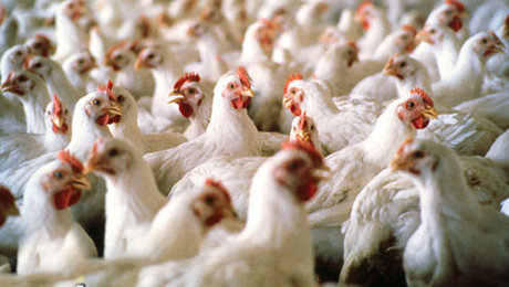 کشف بیش از ۲ تن مرغ زنده قاچاق در ایلام