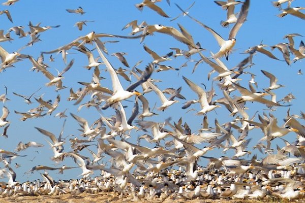 پرندگان جوجه آور تابستان گذران استان بوشهر سرشماری شدند