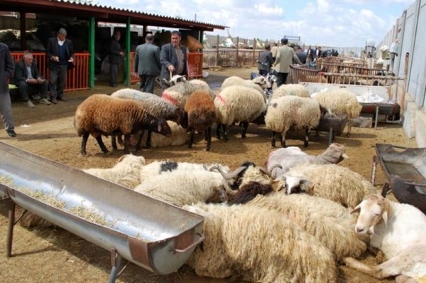 نرخ گوسفند زنده در عید قربان چقدر است؟/ کمبود عرضه در دام نداریم
