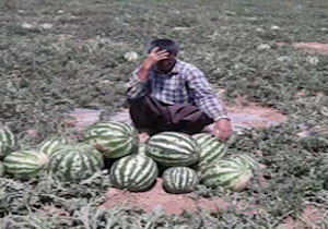 گلایه کشاورزان «کره‌ای» از وضعیت فروش هندوانه در بازار + فیلم