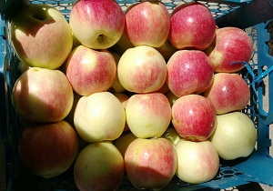 اهدای دو هزار و ۵۶۰ کیلوگرم سیب به نیازمندان در رامند
