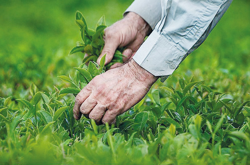 تولید برگ سبز چای در گیلان افزایش داشت