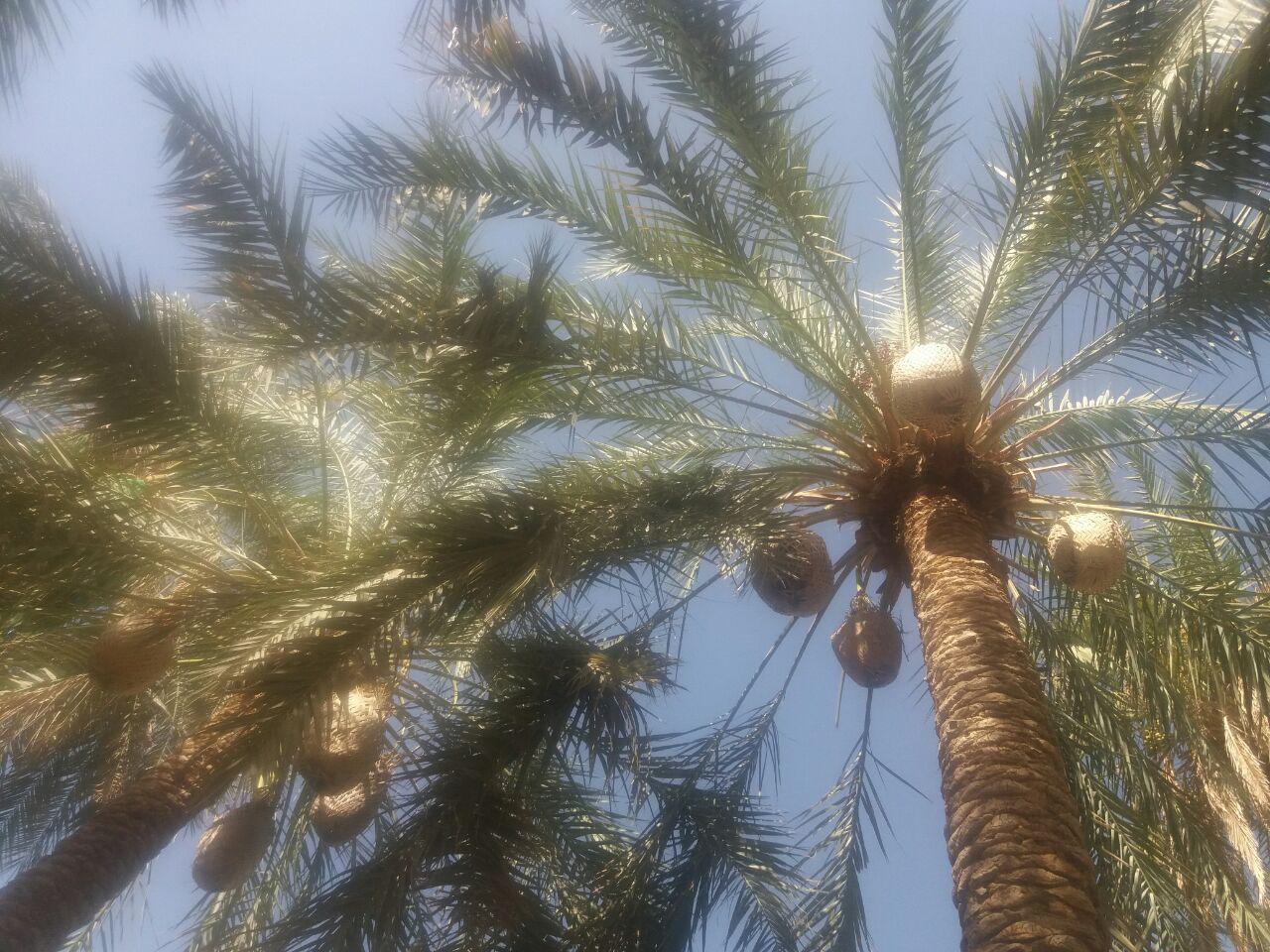 خسارت ۳۰۰ میلیارد تومانی به نخلداران ریگانی